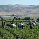 Vegetable Farm Worker Jobs in Canada