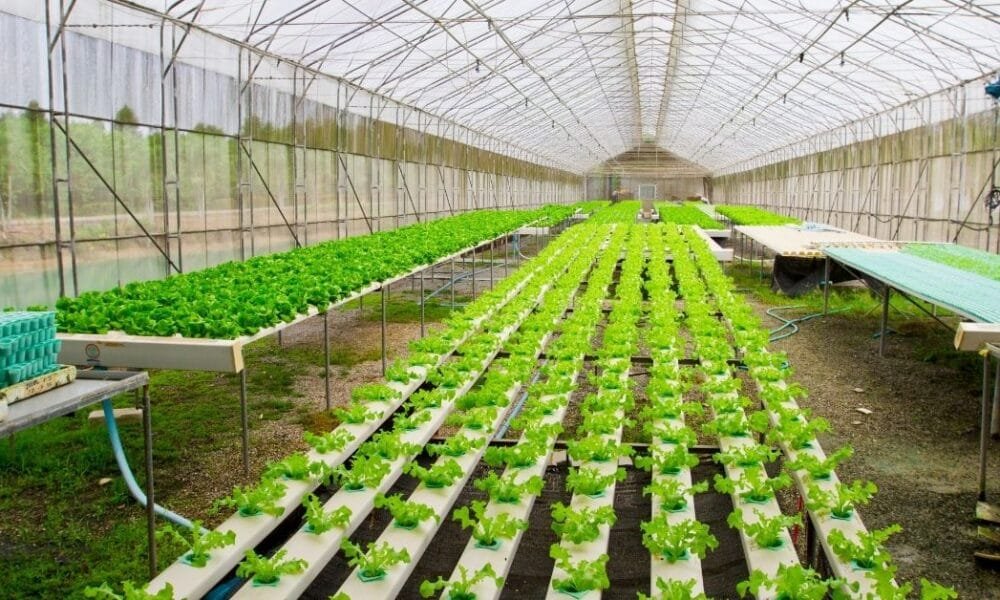 Farm Labourers Required in Canada