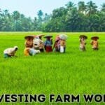 Harvesting Farm Worker Jobs in Canada