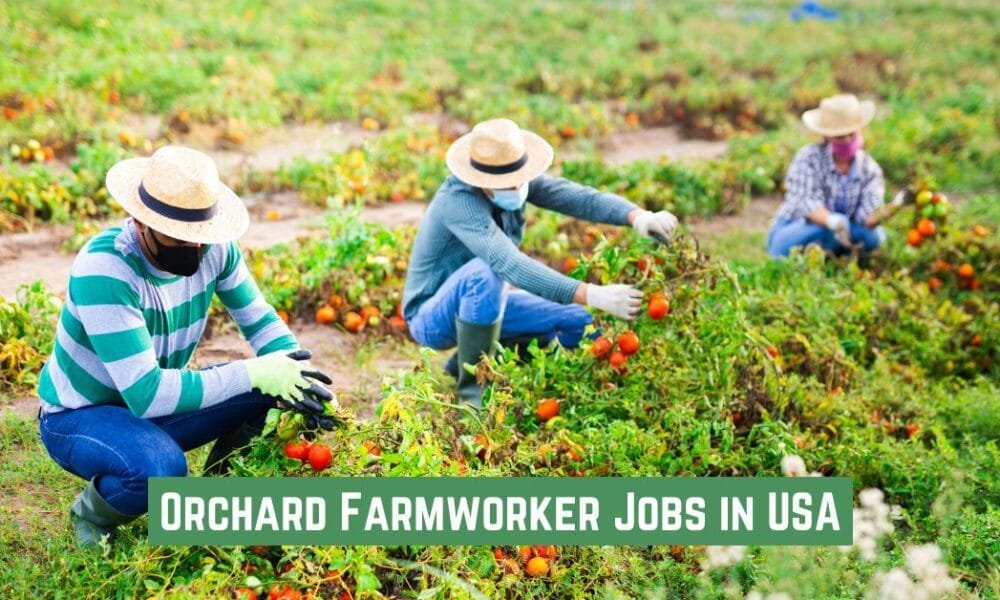 Orchard Farmworker Jobs in USA (9 New Jobs) Orchard Farmworker Jobs in USA