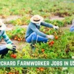 Orchard Farmworker Jobs in USA