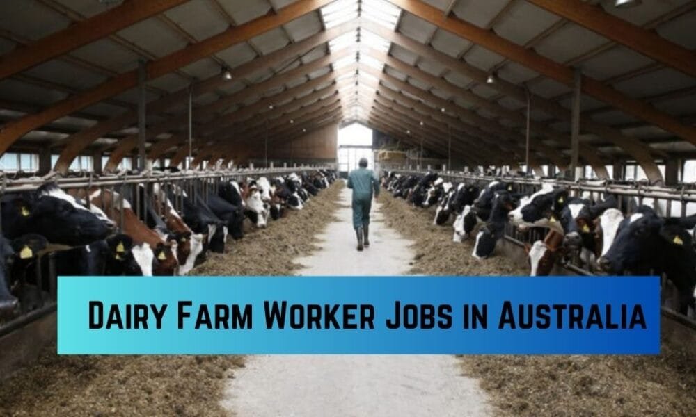 Dairy Farm Worker Jobs in Australia Dairy Farm Worker Jobs in Australia