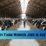 Factory Helper Jobs in Dubai Dairy Farm Worker Jobs in Australia