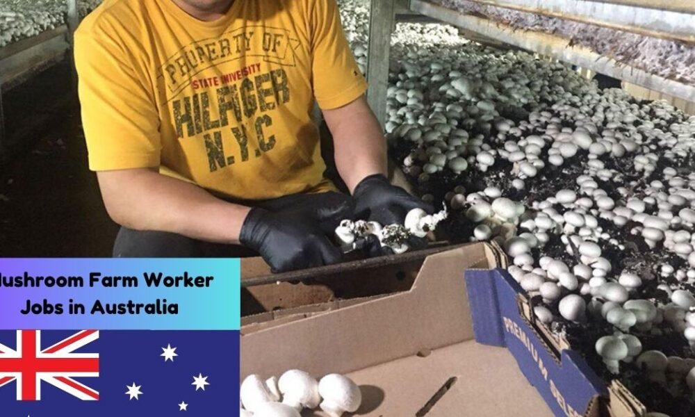 Mushroom Farm Worker Jobs in Australia Mushroom Farm Worker Jobs in Australia