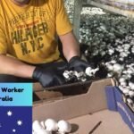 How to Find a Job in Dubai for Freshers? (5 Important Tips) Mushroom Farm Worker Jobs in Australia