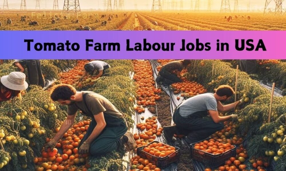 Tomato Farm Labour Jobs in USA – 13 Positions Tomato Farm Labour Jobs in USA