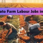Meat Packing Jobs in New Zealand Tomato Farm Labour Jobs in USA
